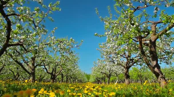 Blossoming pomar de maçã, deslizante de tiro — Vídeo de Stock