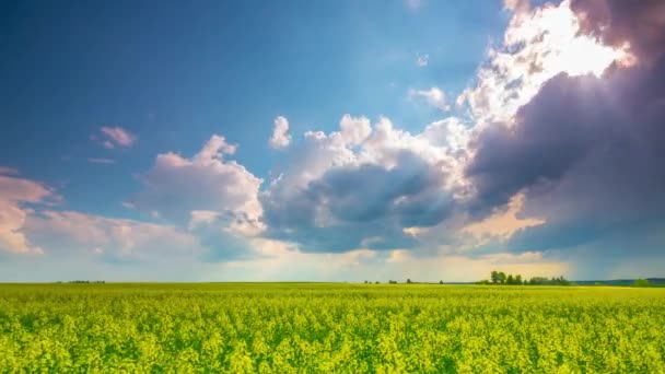 Champ de viol et ciel dramatique, time-lapse 