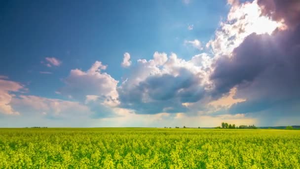 Champ de viol et ciel dramatique, time-lapse — Video