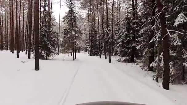 Camino del bosque de invierno — Vídeos de Stock