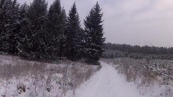 Route forestière d'hiver — Video