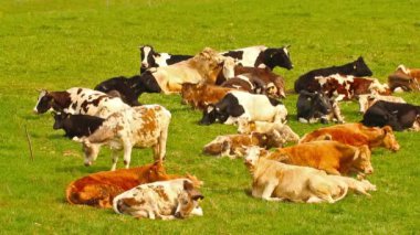 bir çayırda inek sürüsü