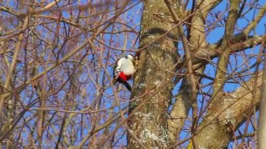 Ağaçtaki ağaçkakan