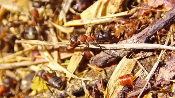 Myror i en myrstack — Stockvideo