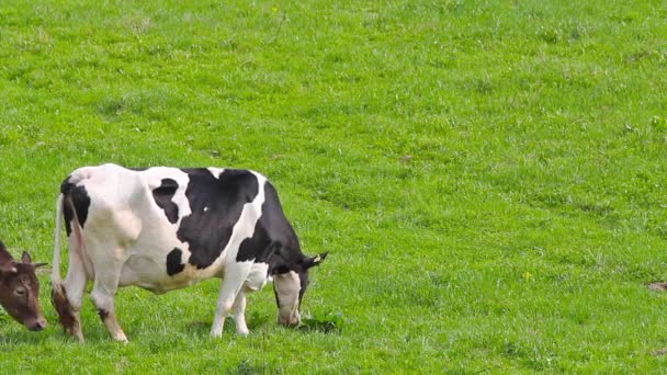 草地に牛がいる — ストック動画