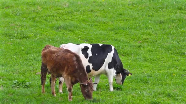 Cows in a meadow — Stock Video