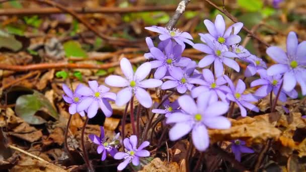 Våren blommor, reglaget — Stockvideo