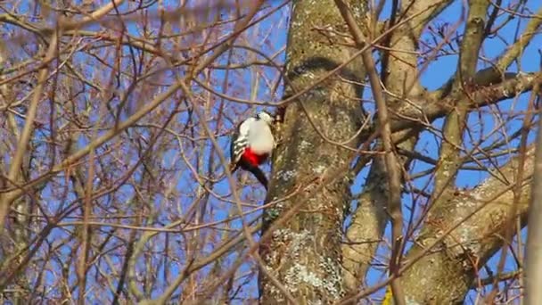 Pájaro carpintero en un árbol — Vídeos de Stock
