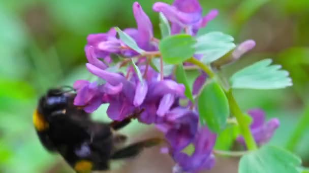 Hommel op een bloem — Stockvideo