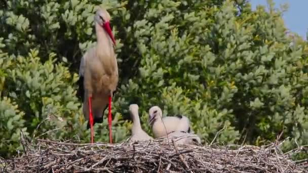 Stork in the nest with her babies — Stock Video