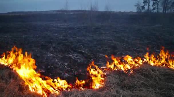 Спалювання трави — стокове відео