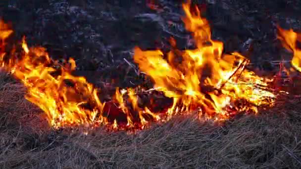 Grama em chamas — Vídeo de Stock