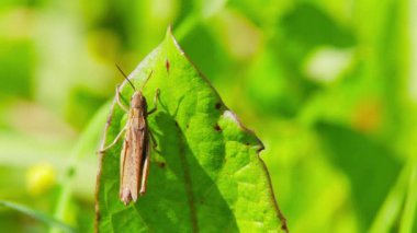 Çekirge yaprağı üzerinde