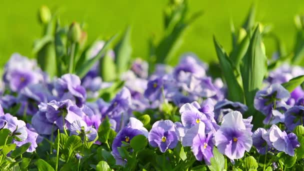Lente bloemen viooltje — Stockvideo