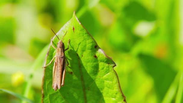 Sauterelle sur feuille — Video