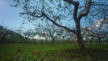 Bahar elma bahçe çiçekleri ve karahindiba, timelapse