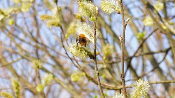 Pelzige Hummel auf Blütenweide, Makro — Stockvideo