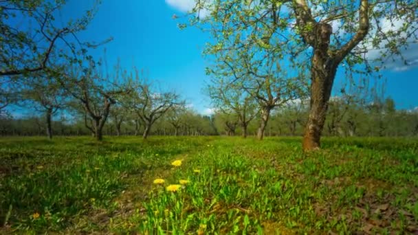 Jardin de pommes de printemps avec des fleurs et des pissenlits, timelapse 