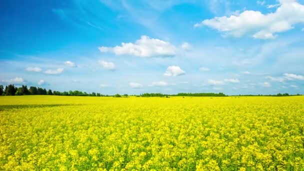 Fioritura campo di colza, time-lapse panoramico — Video Stock