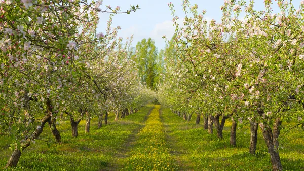 꽃이 만발한 사과 과수원 — 스톡 사진