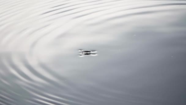 Insect Water Strider Springen Het Oppervlak Van Het Water Slow — Stockvideo