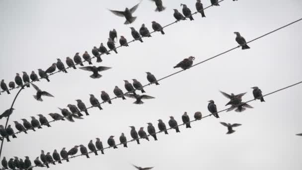 Flock Starlings Resting Wires Preparing Fly South Slow Motion — Stock Video