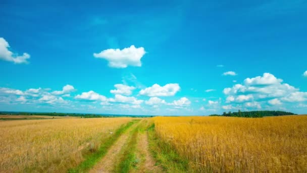 Zomer landschap, time-lapse — Stockvideo