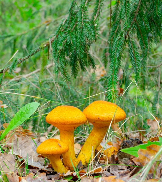 Orange Mushrooms Spruce Autumn Forest — Stock Photo, Image