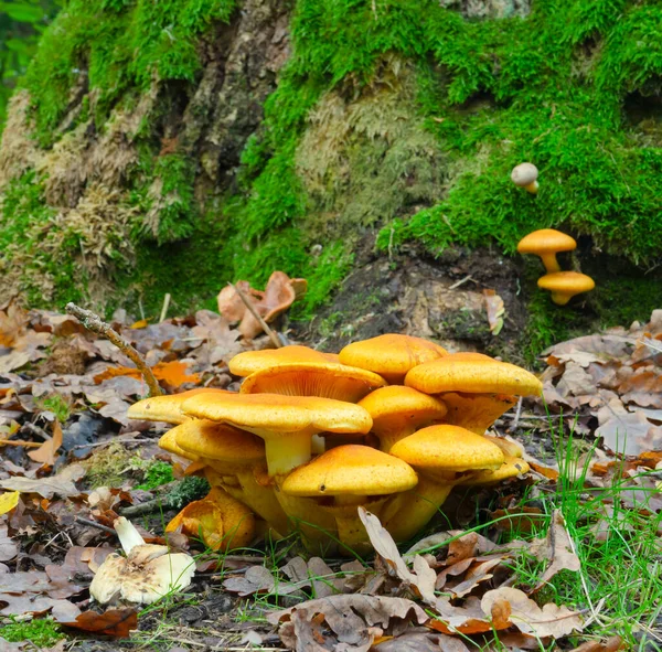 Orange Mushrooms Spruce Autumn Forest — Stock Photo, Image