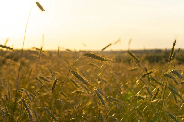 Ripe Ears Rye Sunset — Stock Photo, Image