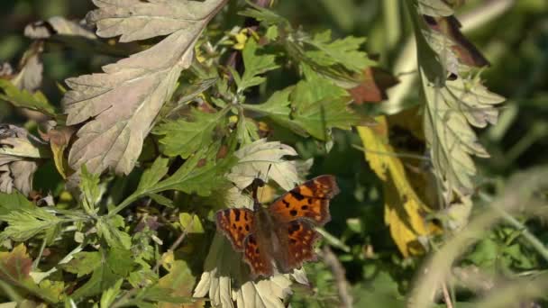 Borboleta Colorida Decola Grama Câmera Lenta 250 Fps — Vídeo de Stock