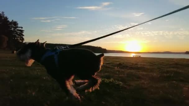 Jucăușă Miniatură Schnauzer Care Rulează Lungul Plajei Apusul Soarelui — Videoclip de stoc