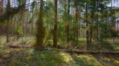 Bahar çamı ormanı ve güneş