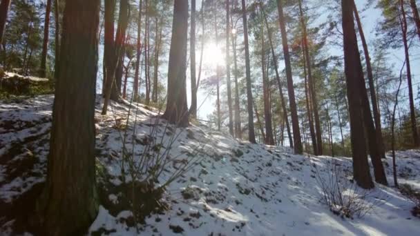 Forêt Pins Hiver Soleil — Video