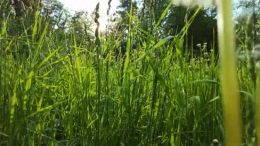 Sunset 'teki Karahindiba ve Genç Çimenler' den