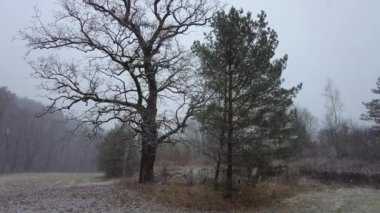 Parka kar yağıyor, meşe ve çam karla kaplı, 2x ağır çekim