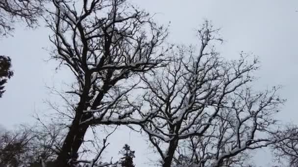 Снежные Дубовые Короны Зимой — стоковое видео