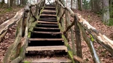 Ormanın merdivenleri ve ormanın içinden