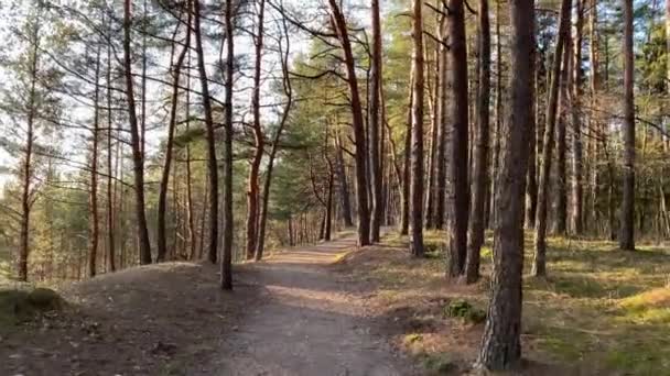 Berjalan Hutan Pinus Musim Semi — Stok Video