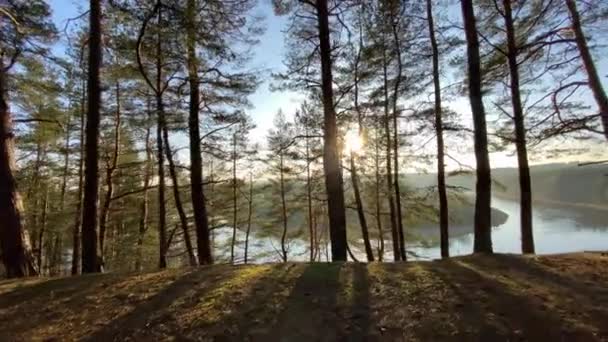 Весняний Пейзаж Сосновий Ліс Сонце Річка — стокове відео