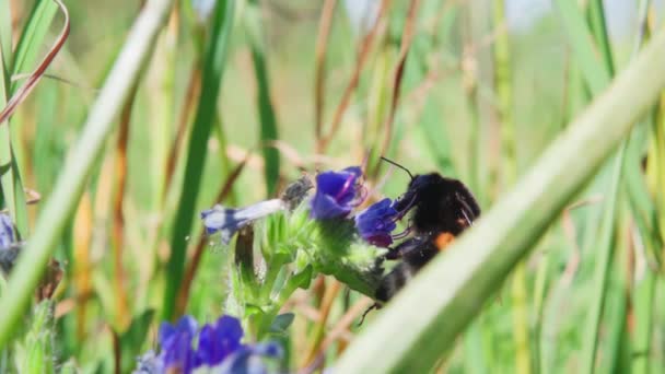 Bumblebee Recoge Néctar Una Flor Despega Cámara Lenta 250P — Vídeo de stock