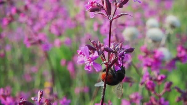 Bumblebee Kerää Nektaria Kukasta Lähtee Hidastettuna 250P — kuvapankkivideo