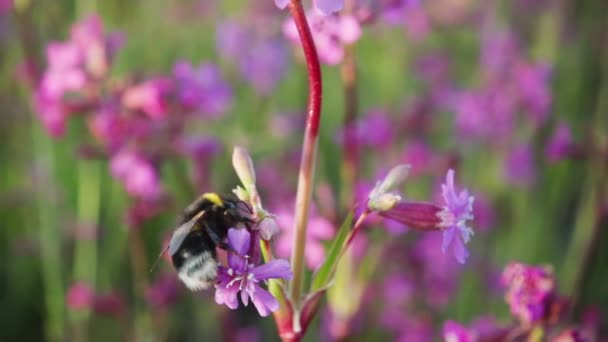 Bumblebee Raccoglie Nettare Fiore Decolla Rallentatore 250P — Video Stock