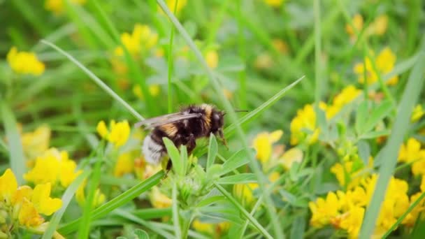 Bumblebee Zbiera Nektar Kwiatu Startuje Zwolnionym Tempie 250P — Wideo stockowe
