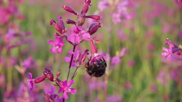 Bumblebee Samlar Nektar Från Blomma Och Lyfter Slow Motion 250P — Stockvideo