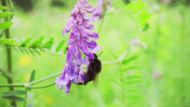 Bumblebee Coleta Néctar Uma Flor Decola Câmera Lenta 250P — Vídeo de Stock