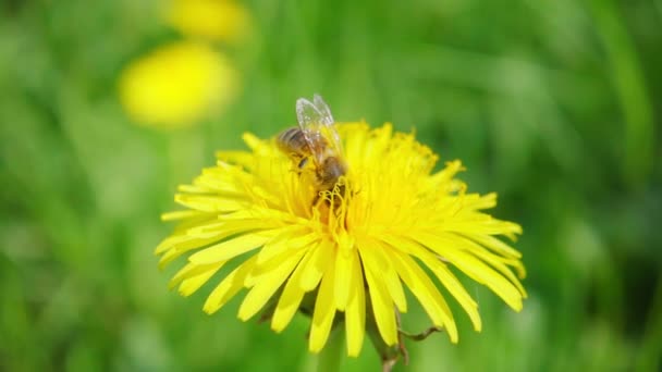 Bir Arı Karahindiba Çiçeğinden Nektar Toplar Yavaş Çekimde 250 Uçar — Stok video