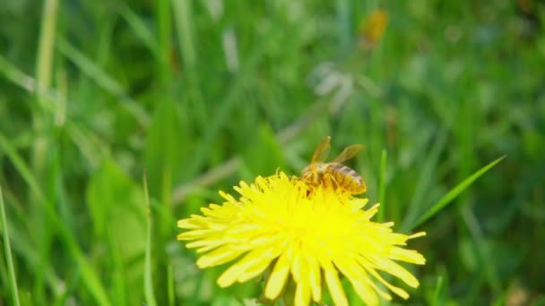 Una Abeja Recoge Néctar Una Flor Diente León Vuela Lejos — Vídeo de stock