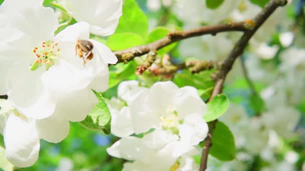 Samler Nektar Fra Æbletræblomst Flyver Væk Slow Motion 250Fps – Stock-video