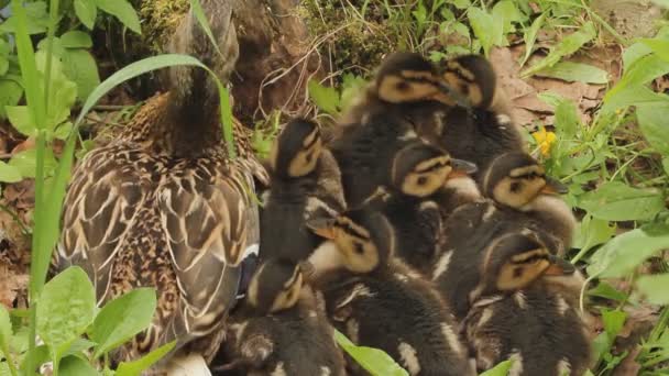 Madre Pato Con Sus Propios Patitos Sienta Orilla Del Río — Vídeos de Stock